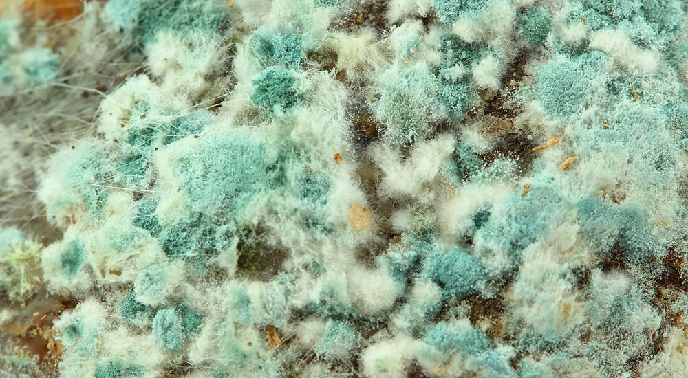 Proti gljivična dejavnost AATCC 30, ocena tekstilnih materialov: odpornost proti plesni in gnilobi tekstilnih materialov