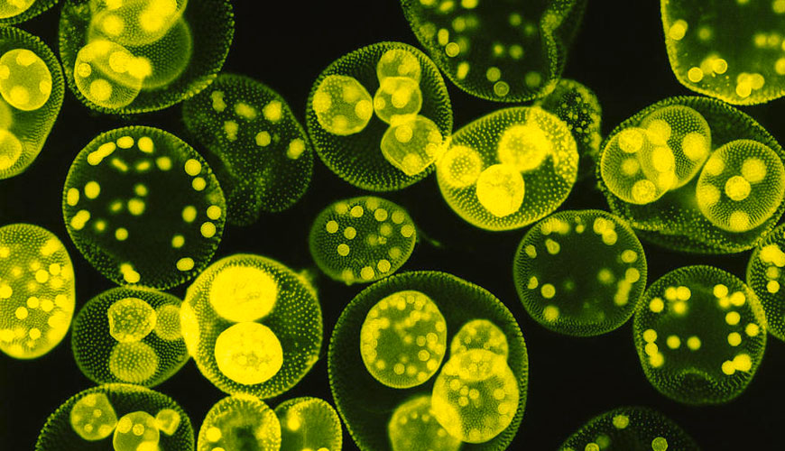 EN 15457 Boyalar ve Vernikler - Mantarlara Karşı Bir Kaplamada Film Koruyucular için Test