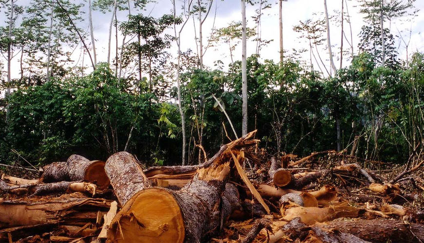 EN 839 Sredstva za zaščito lesa - Preizkus protidestruktivne zaščite lesa