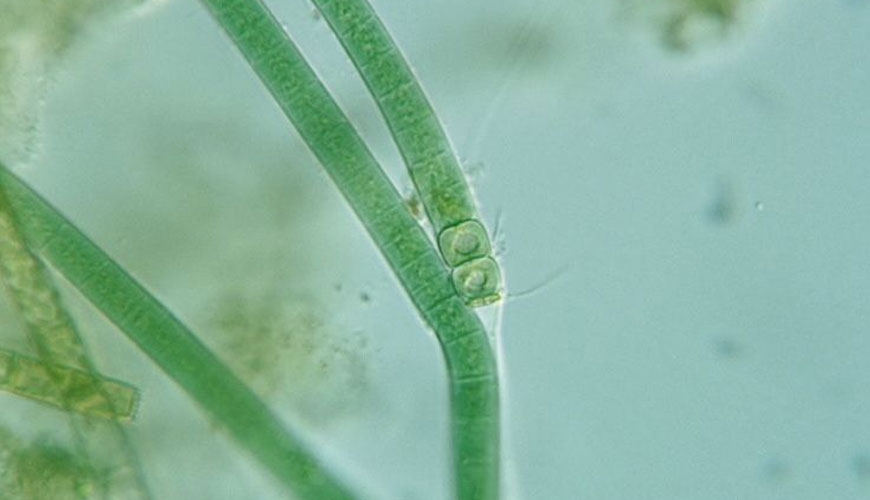 EN ISO 10253 水質 - Skeletonema sp. 三角褐指藻抑制海藻生長試驗