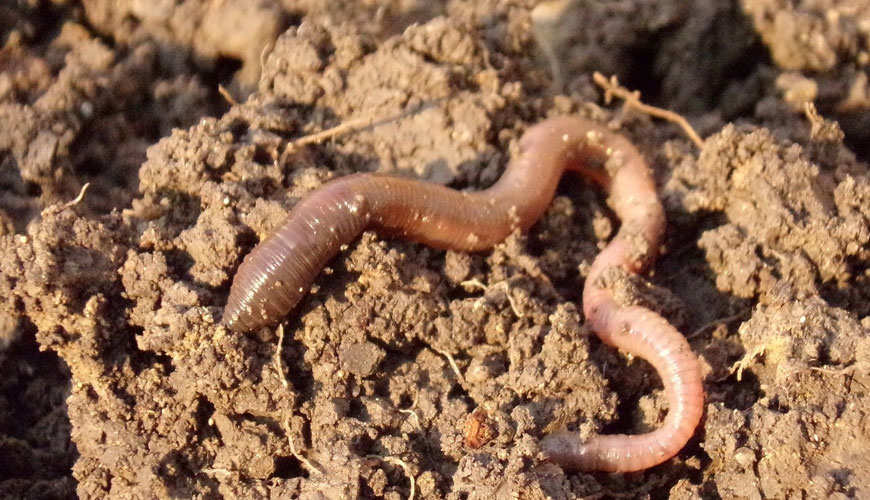 EN ISO 11268-1 Soil Quality, Effects of Pollutants on Worms, Part 1: Determination of Acute Toxicity for Eisenia Fetida, Eisenia Andrei