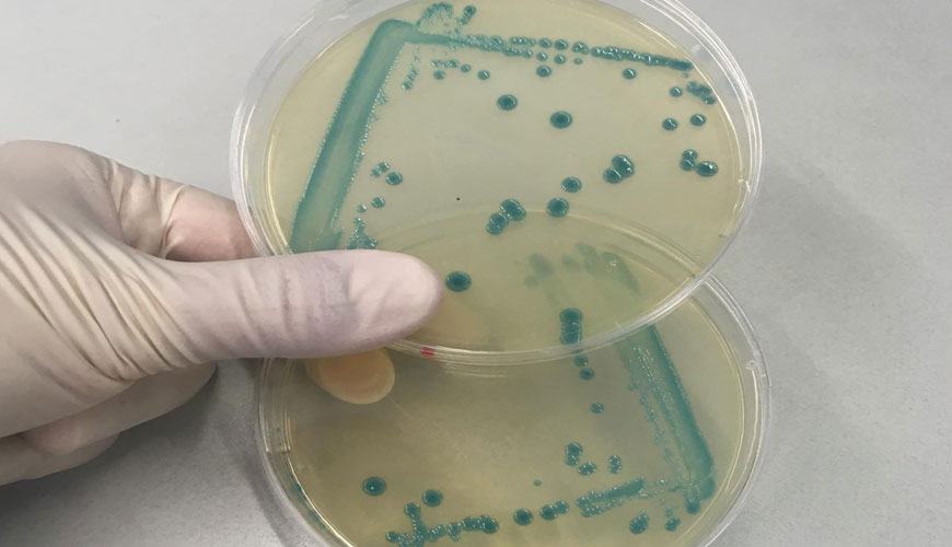 EN ISO 11290-2 Microbiología de la cadena alimentaria - Método horizontal para la detección y enumeración de Listeria Monocytogenes y Listeria SPP