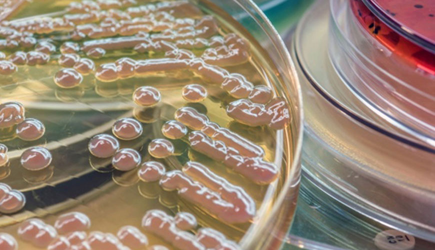 EN ISO 16212 化妝品 - 微生物學 - 酵母菌和黴菌計數的標準測試