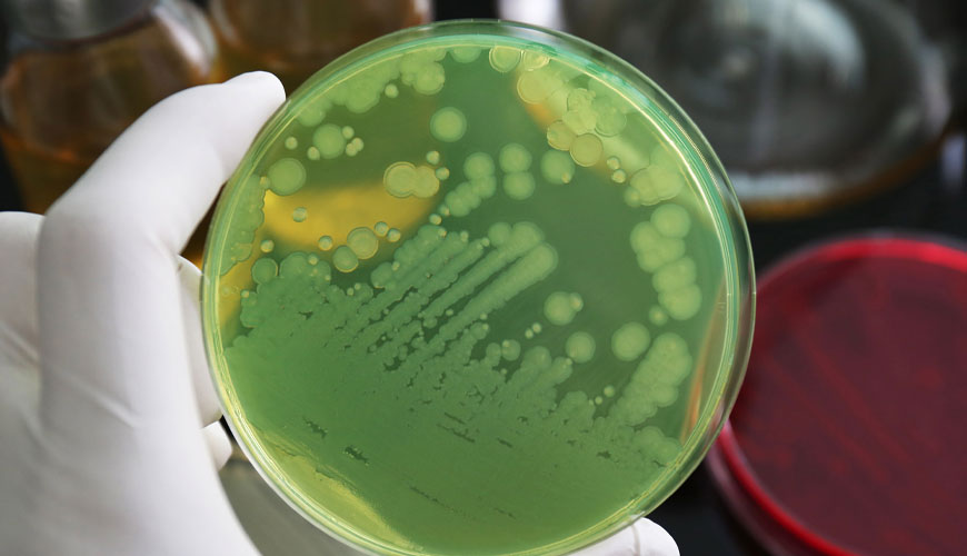 EN ISO 16266 Su Kalitesi, Pseudomonas Aeruginosa Tespiti ve Sayımı, Membran Filtrasyon Yöntemi
