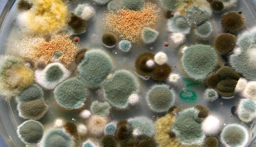 FDA BAM Parte 18: Levaduras, mohos y micotoxinas