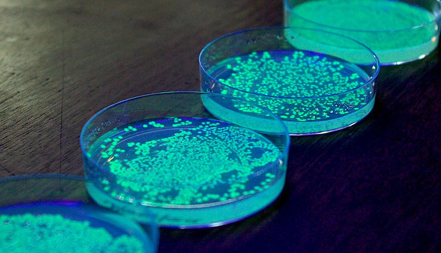 ISO 11348-1 Calidad del agua - Determinación del efecto inhibidor de las muestras de agua sobre la emisión de luz de Vibrio Fischerin - Parte 1: Método que usa bacterias recién preparadas