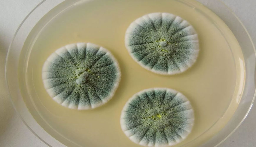 ISO 16000-21 Aire interior - Parte 21: Detección y conteo de mohos - Método de prueba estándar para materiales de muestreo