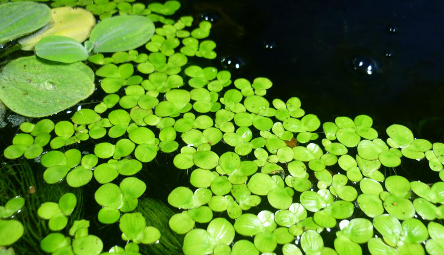 ISO 20227 Določanje učinkov inhibicije rasti spirodela Polyrhiza Duckweed z odplakami, naravnimi vodami in kemikalijami z biološko metodo