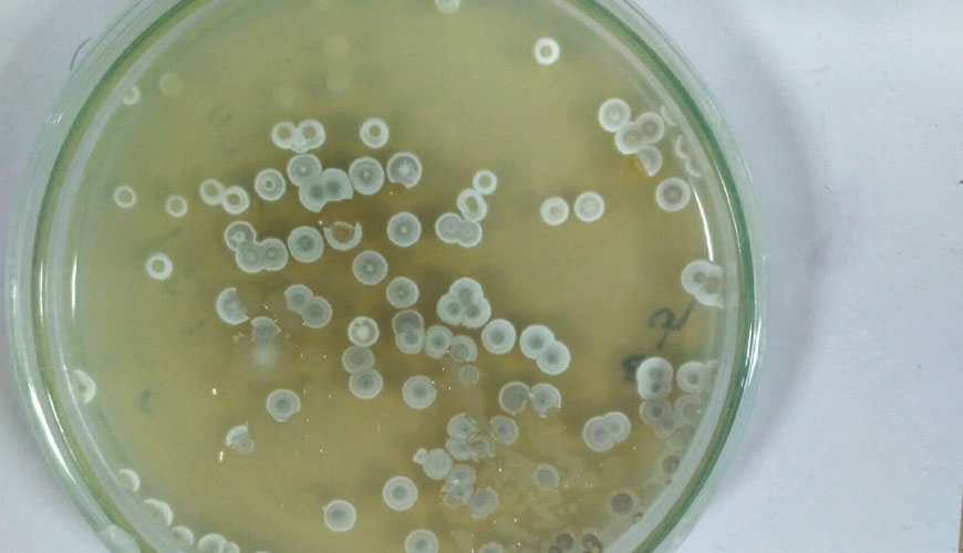 ISO 21528-1 Besin Zincirinin Mikrobiyolojisi, Enterobacteriaceae Tespiti ve Sayımı için Yatay Yöntem