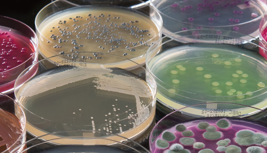 ISO 4833-2 Mikrobiologija prehranjevalne verige - Horizontalna metoda za štetje mikroorganizmov - 2. del: Test števila kolonij s tehniko površinskega premazovanja