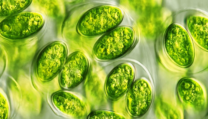 ISO 8692 水質 — 用單細胞綠藻進行的淡水藻類抑制試驗