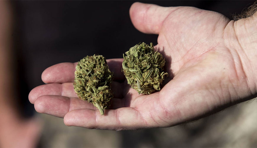 Análisis de materia seca