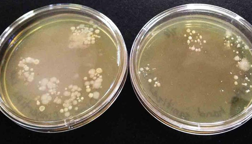 NF T 72-281 Bakteriler, Küfler, Sporlar ve Virüsler Üzerinde Biyosidal Etkinlik Testleri