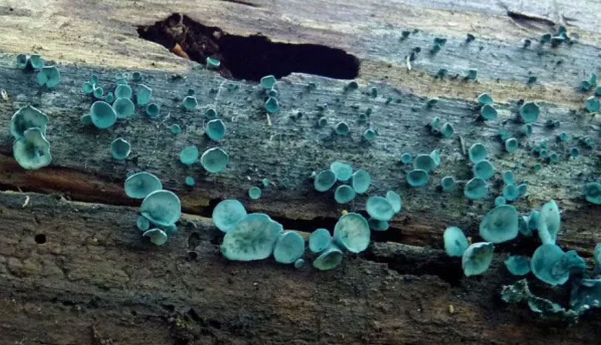 NO 06 A107 Métodos de prueba para la resistencia general y la resistencia a la exposición climática y hongos de manchas azules