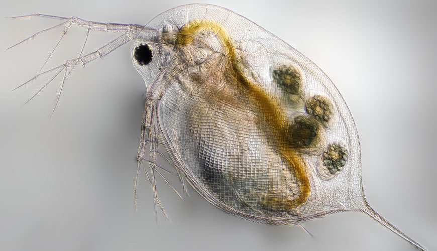 OCDE 202 Daphnia sp. Prueba de inmovilización aguda OCDE 202 Daphnia sp. Prueba de inmovilización aguda