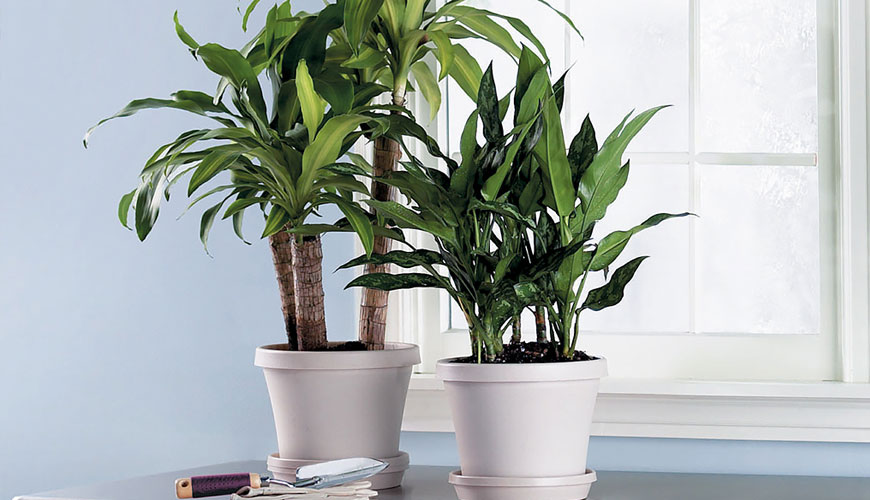 OECD 208 Método de prueba estándar para plantas terrestres