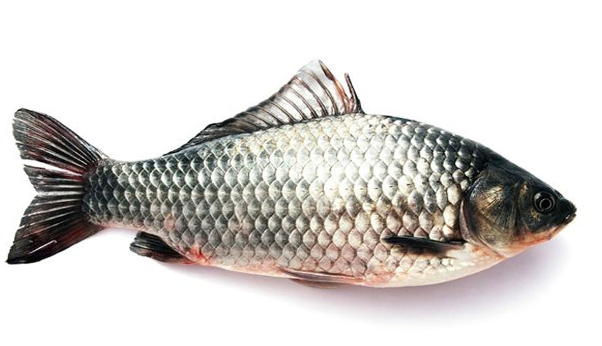 Prueba de toxicidad en etapas tempranas de la vida en peces TG 210 de la OCDE