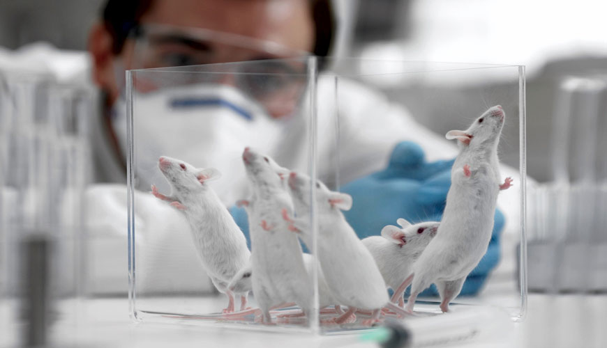 Prueba OECD TG 488 para ensayos de mutación génica de células germinales y somáticas de roedores transgénicos