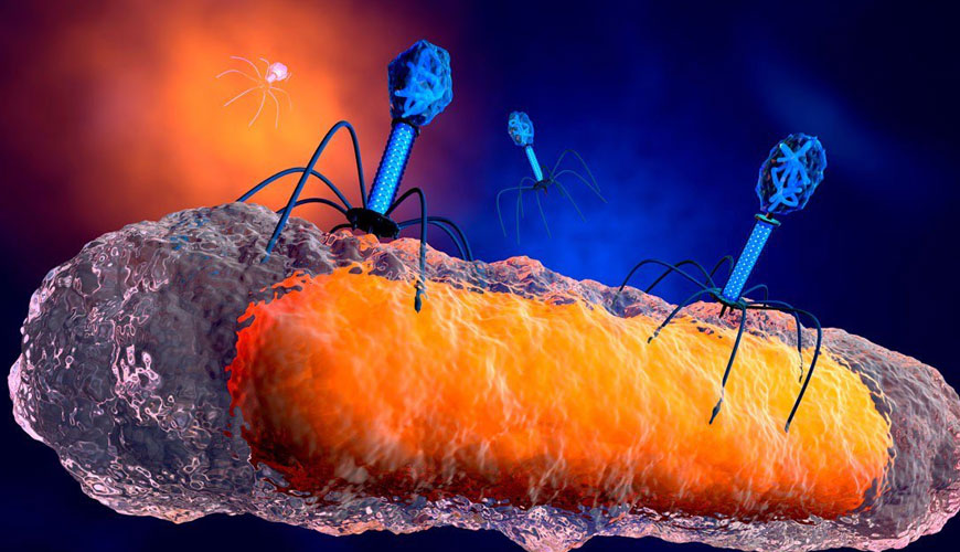 Uji Standar Phi X174 untuk Isolasi dan Identifikasi Prohead Bakteriofag