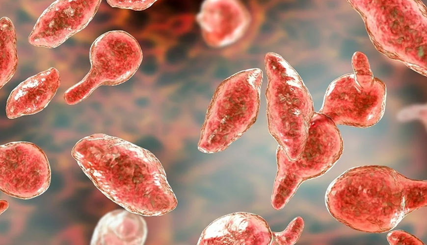 Prueba de detección de micoplasma USP 63 Prueba de detección de micoplasma USP 63